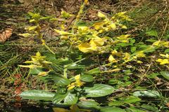 Crotalaria pulchra